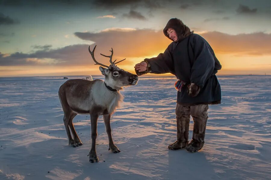 северный олень в лесотундре. тундра. северный олень жизнь. где разводят оленей в россии. европейский северный олень в кировской области.