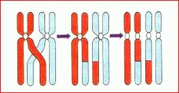 Конъюгация и кроссинговер (профаза мейоза 1). В профазе 1 деления мейоза происходит. Что происходит в мейозе 2. Стадии редукционного деления мейоза. Что происходит в мейозе 2.