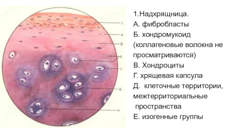 Изогенные группы. Гиалиновый хрящ гистология. Хрящевая ткань мезенхима. Строение надхрящницы гистология. Строение хряща гистология.