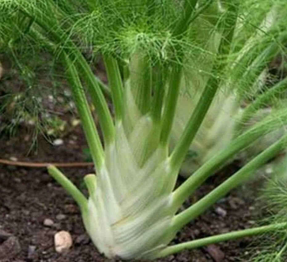 Фенхель дикий. Фенхель укроп аптечный. Фенхель клубень. Фенхель корнеплод. Как вырастить фенхель.