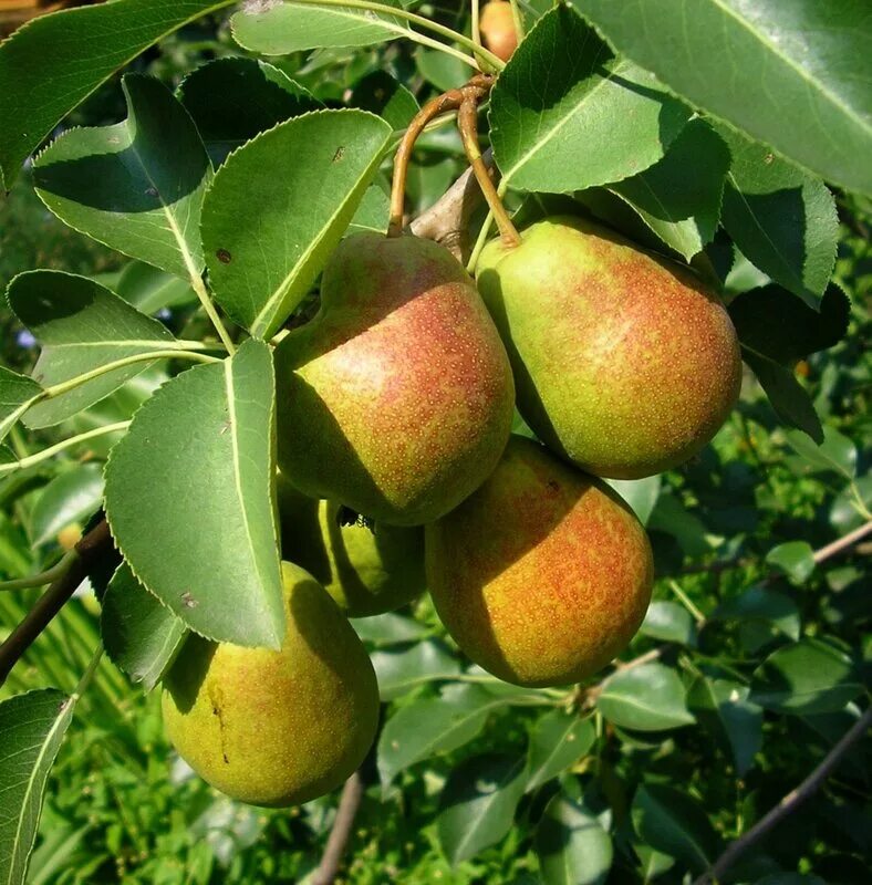 Дача груш. Грушевое дерево. Дача груш. Айва колоновидная. Кубань яблоневый сад.