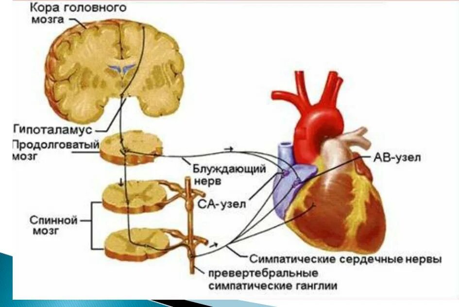 Влияние нервной системы на деятельность сердца. Влияние симпатической нервной системы на деятельность сердца. Влияние на деятельность сердца гипоталамуса. Симпатическое влияние на сердце.