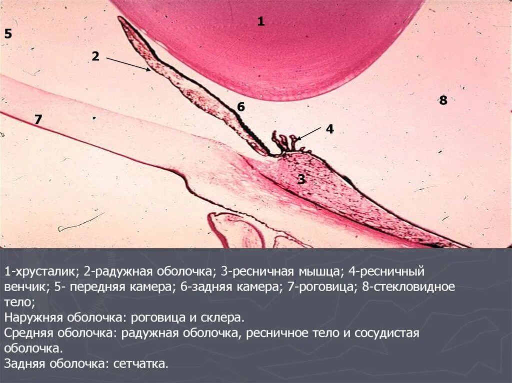 Оболочка ресничных