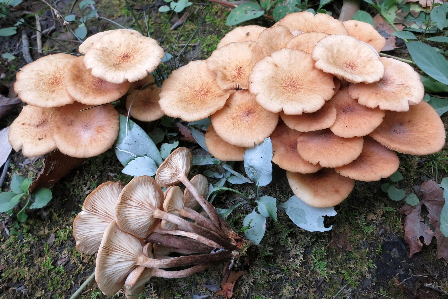 Съедобные башкирии. Armillaria tabescens. съедобные грибы башкирии. съедобные грибы башкирии съедобные. грибы башкирии названия.