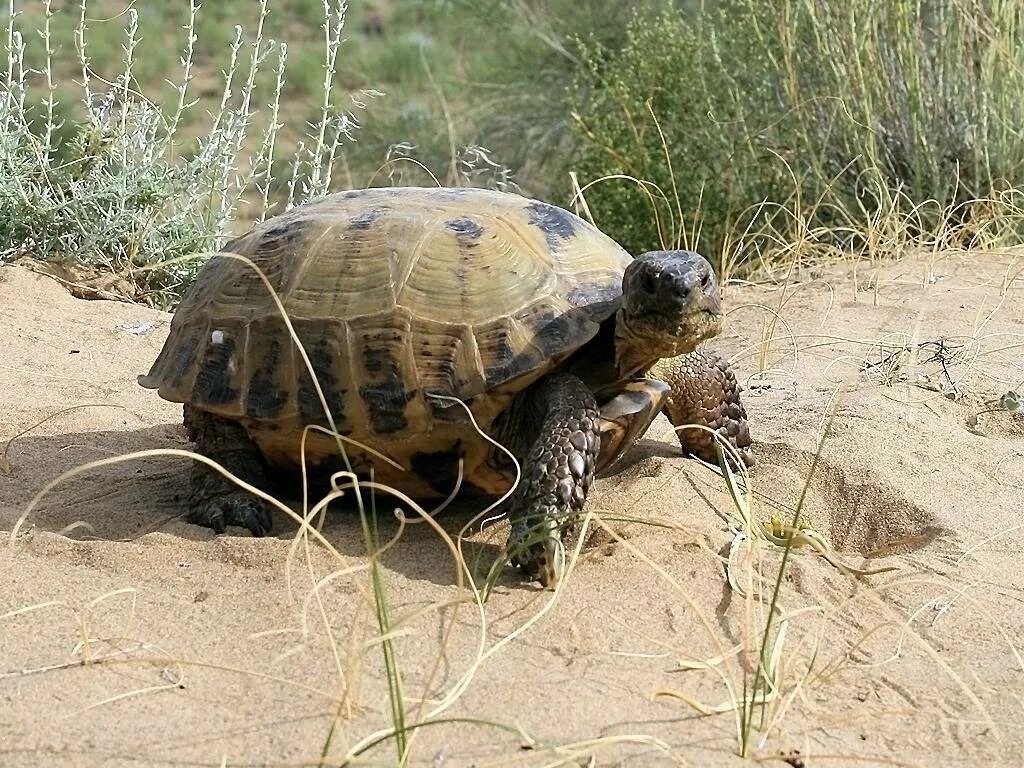 Где живут черепахи