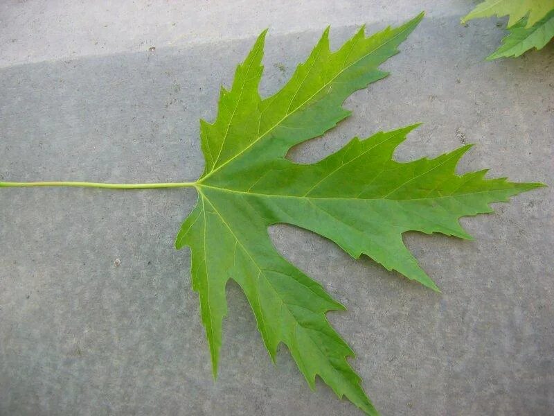 Листья кленов похожие на лапы резко. Acer saccharinum. Клен канадский сахарный. Клен сахарный лист. Канадский клен лист.