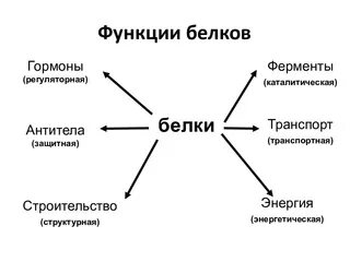 Католическая функция белков