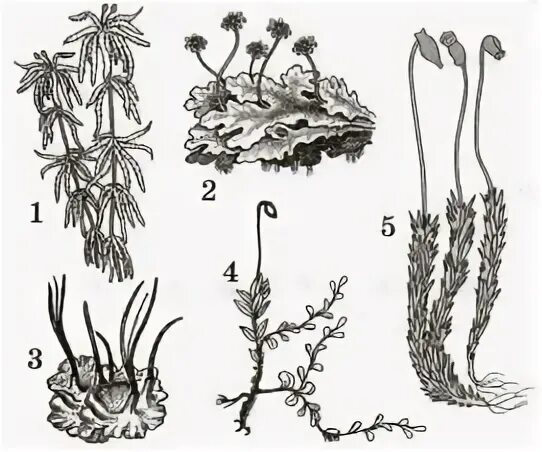 Тест биология мхи. Представители мхов. Мох рисунок. Зарисовка древних мхов. Мхи рисунок модельного представителя.