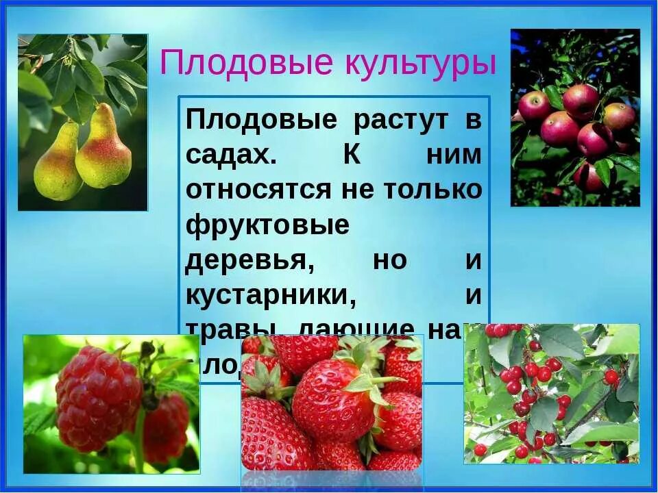 Практическая работа сравнение культурных растений 3 класс. Плодовые культурные растения. Плодово-ягодные культуры. Плодово ягодные культурные растения. Плодовые культуры сада окружающий мир.