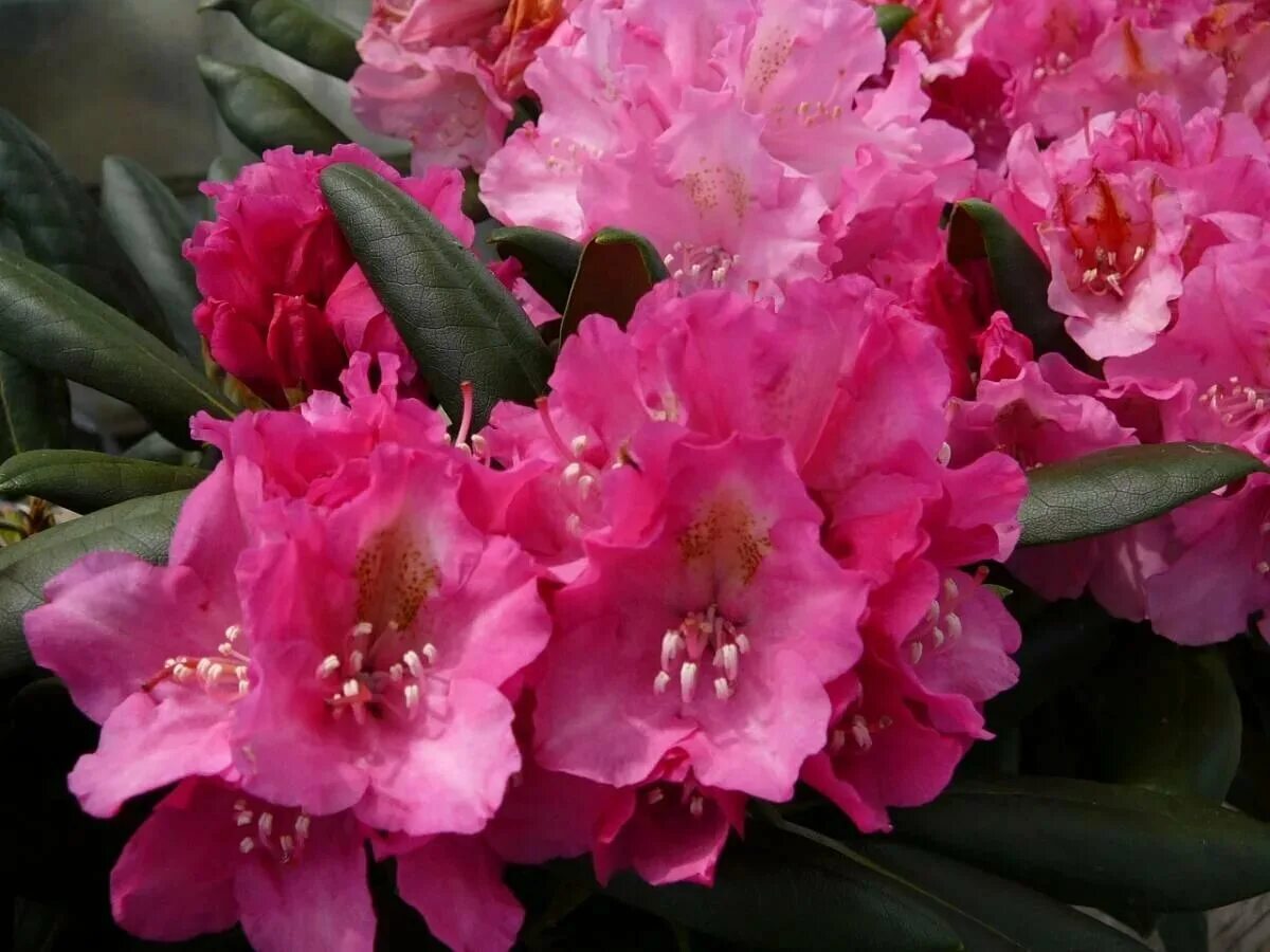 Чем подкормить рододендрон. Рододендрон smirnowii (Смирнова). Рододендрон Смирнова (Rhododendron smirnowii). Рододендрон Фори Rhododendron fauriei. Рододендрон Тибет.