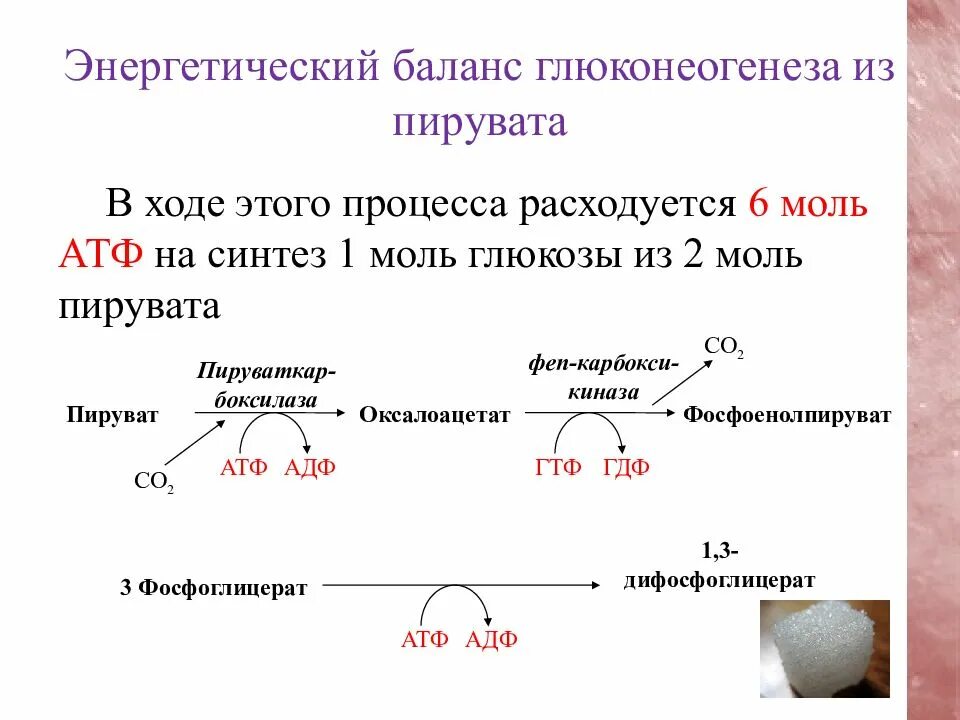 Необходима для синтеза атф. Глюконеогенез из пирувата АТФ. Глюкозы до пирувата АТФ. Из 1 Глюкозы 6 АТФ. Глюконеогенез из пирувата.