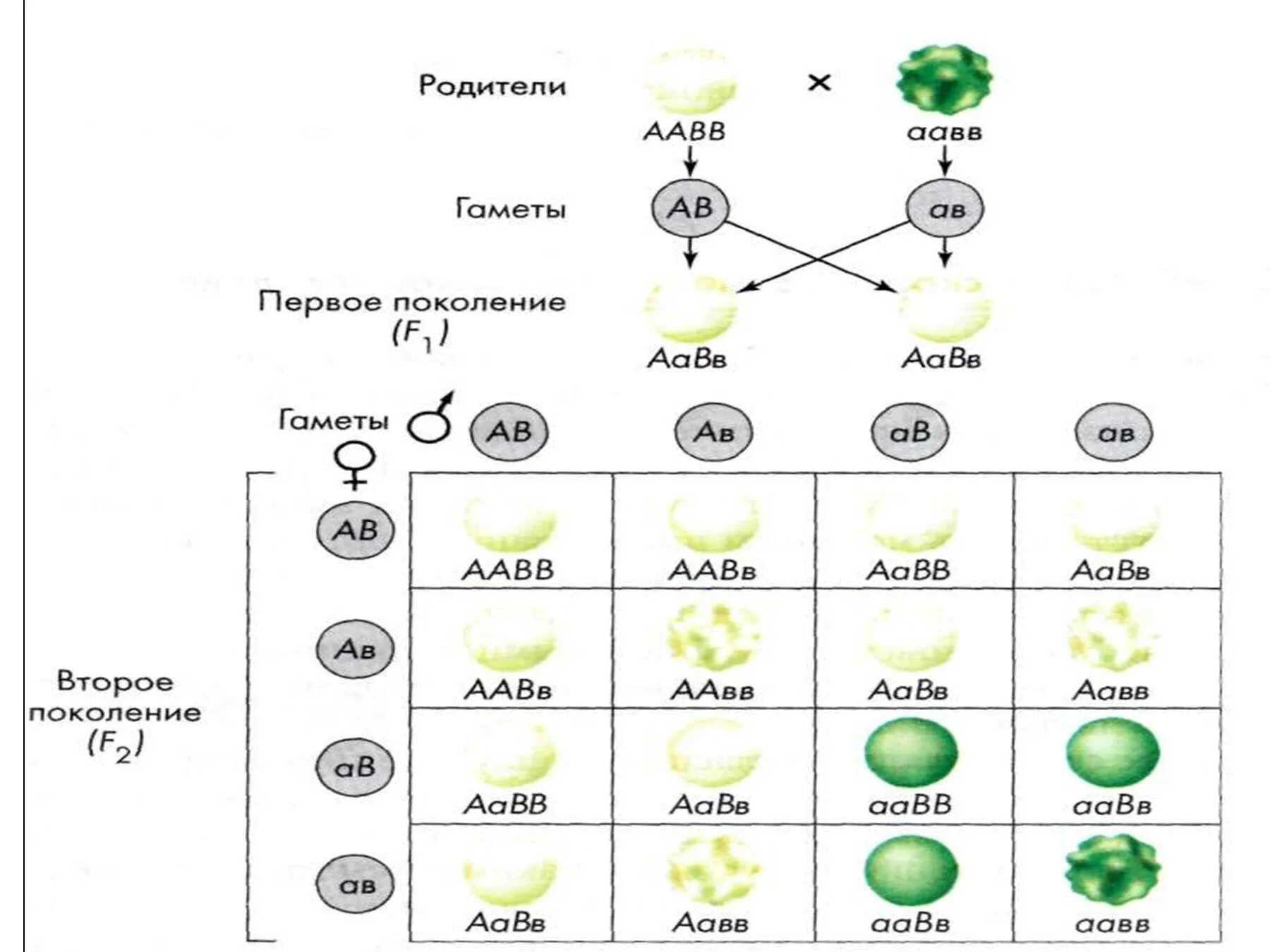 Aabb aabb полное доминирование. Дигибридное скрещивание гороха биология. Моногибридное и дигибридное скрещивание. Дигибридное скрещивание схема. Биология 10 дигибридное скрещивание.