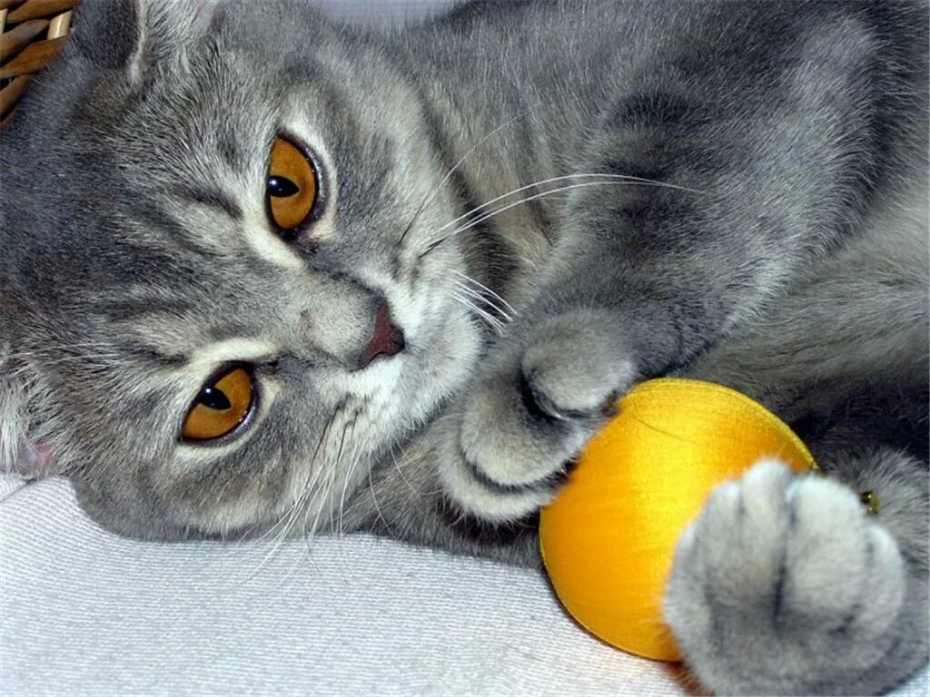Игра серый кот. Мячики для кошек. Британский кот играется. Кошка играет. Котик с мячиком.