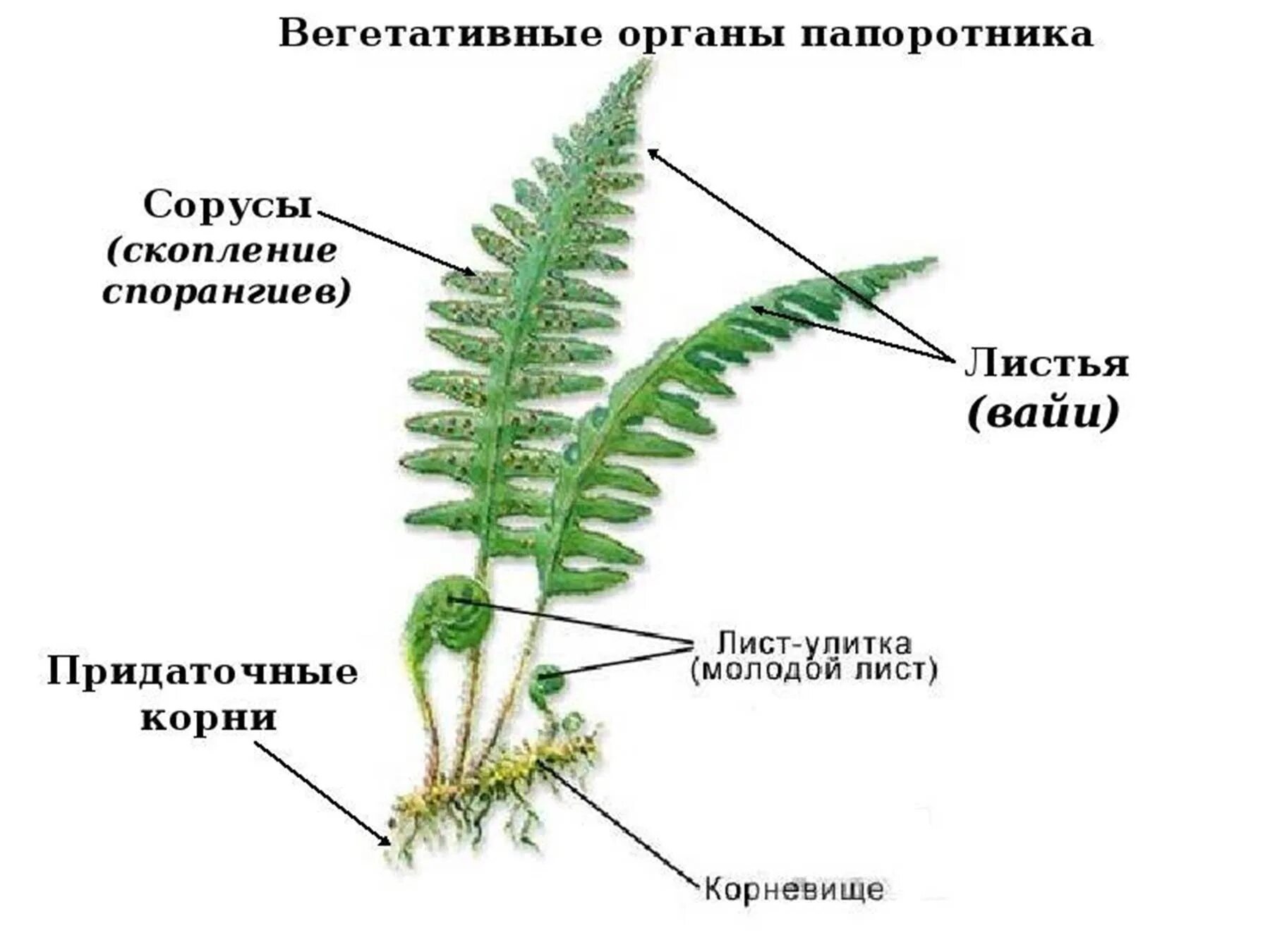 Внешнее строение папоротника щитовника. Папоротник Щитовник мужской строение. Папоротник Щитовник строение. Строение папоротниковидных растений. Каким номером на схеме обозначена спора папоротника