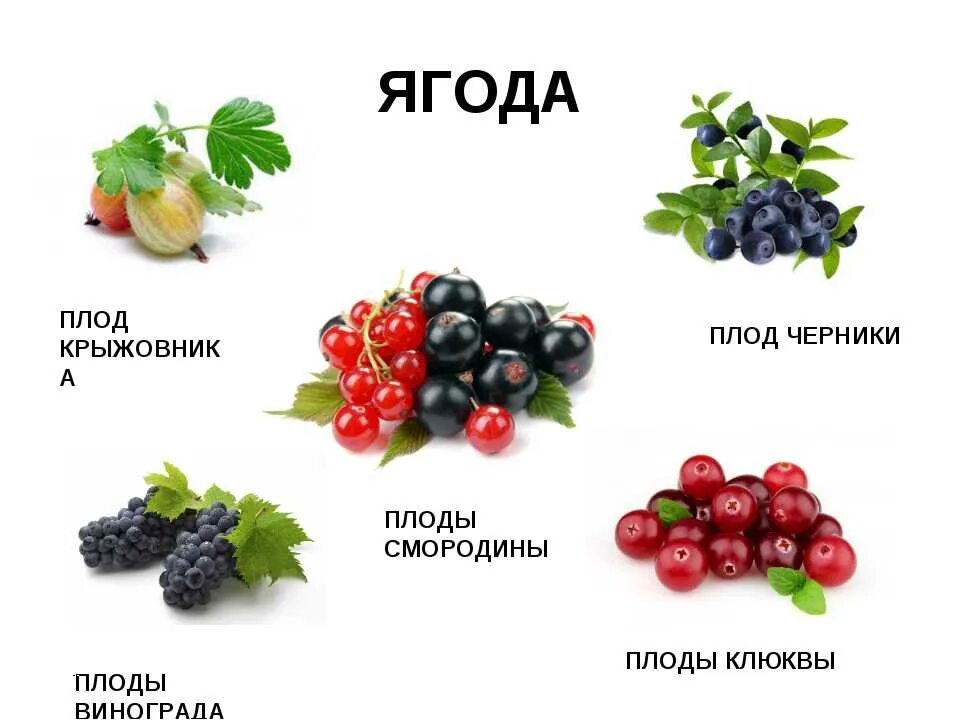 Какие фрукты являются ягодами. Ягода примеры. Плод ягода примеры растений. Разновидности ягод. Ягодные примеры.
