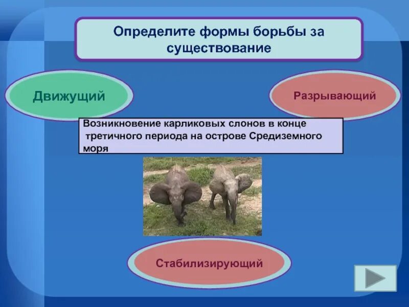 Формы естественного отбора презентация 11 класс. Движущие силы эволюции борьба за существование проект. Формы естественного отбора презентация. Формы борьбы за существование движущий. Считал борьбу за существование движущей силой