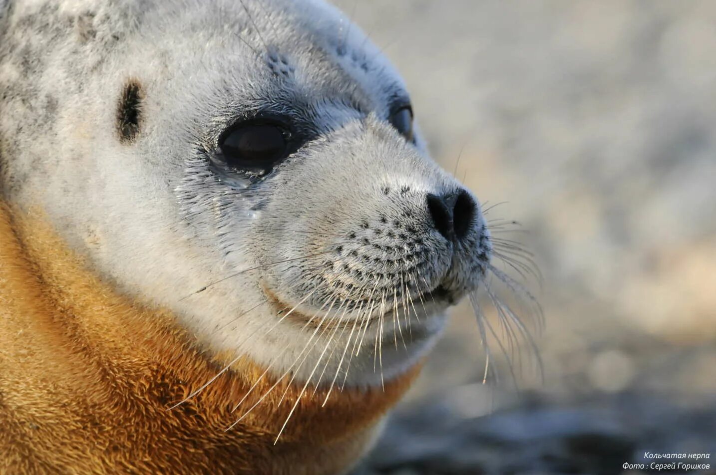 Атлантический серый тюлень. Тюлень. Pagophilus groenlandicus. Ластоногие морской леопард. Ластоногие сивуч.
