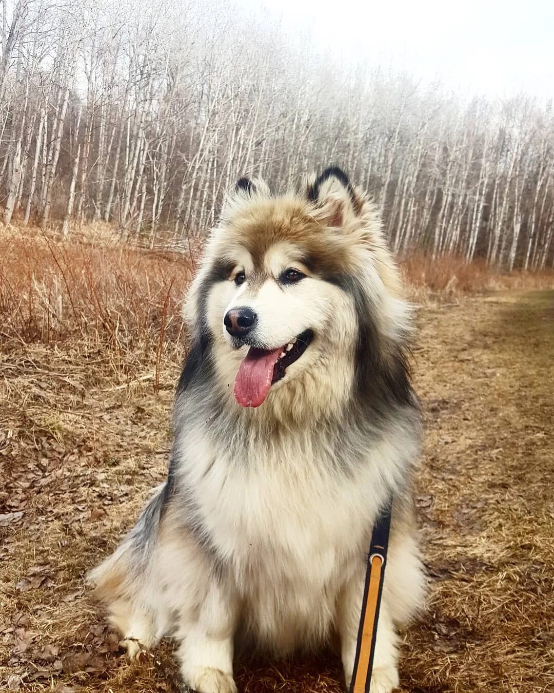 маламут щенок. хаски порода хаски. маламут аляскинский гигант. аляскинский маламут белый. порода аляскинский маламут.