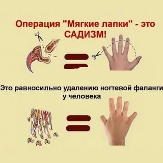Мягкие лапки отзывы