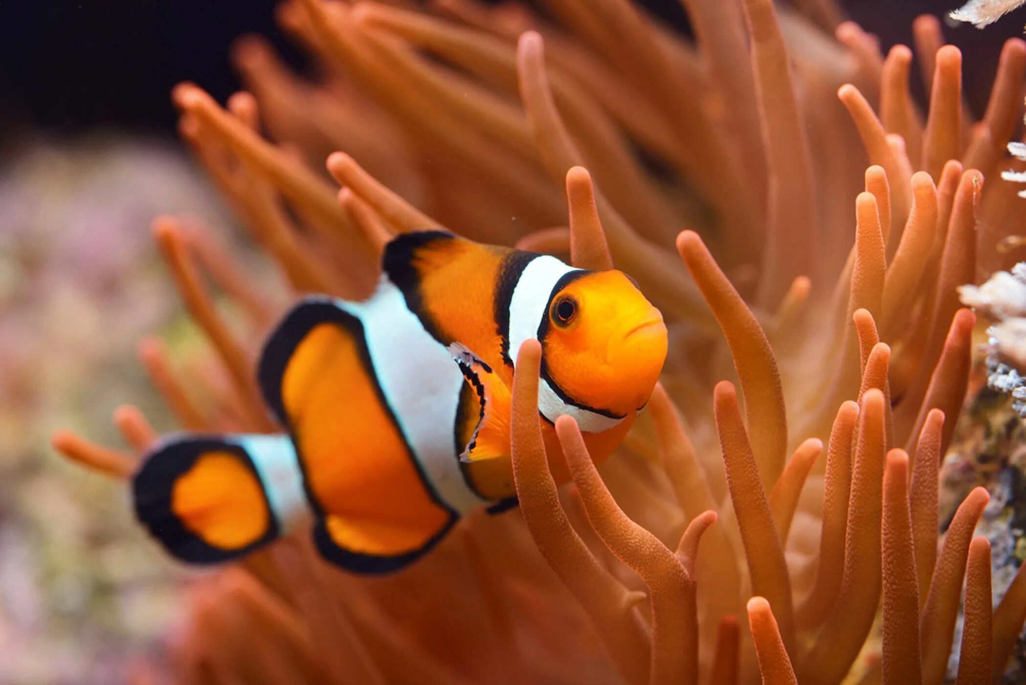 Морские рыбы клоуны. Рыба клоун оцеллярис. Рыба клоун оцеллярис. Amphiprion sebae. Рыба клоун оцеллярис.