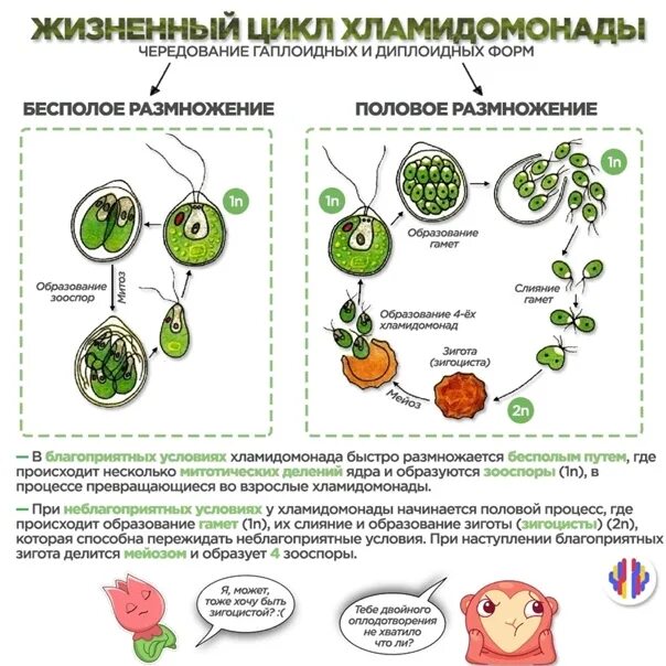 Взрослая особь хламидомонады образуется. Жизненный цикл хламидомонады ЕГЭ схема. Цикл развития водорослей схема. Цикл развития одноклеточных водорослей схема. Половое размножение хламидомонады схема.