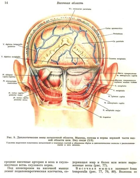 Строение шеи и черепа с затылочной стороны. В области затылка и шеи