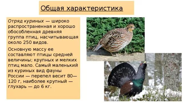 Курообразные отряды птиц. Отряд курообразные представители птиц. признаки отряда курообразные. характеристика отряда курообразные. отряд куриные общая характеристика.