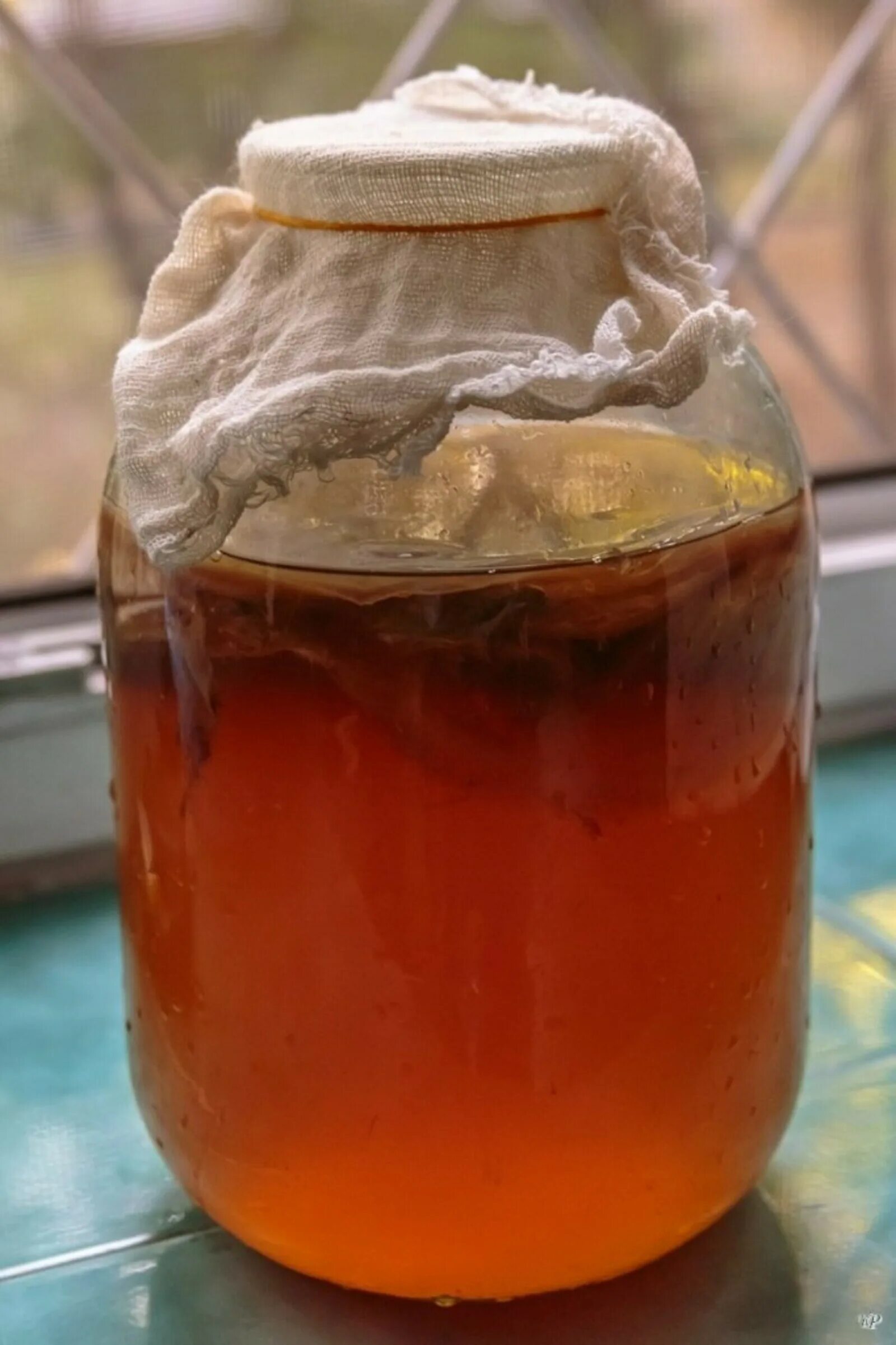 Чай гриб купить. Чайный гриб - Комбуча. Kombucha чайный гриб. Напиток на чайном грибе Комбуча. Kombicha chaynyy Grip.