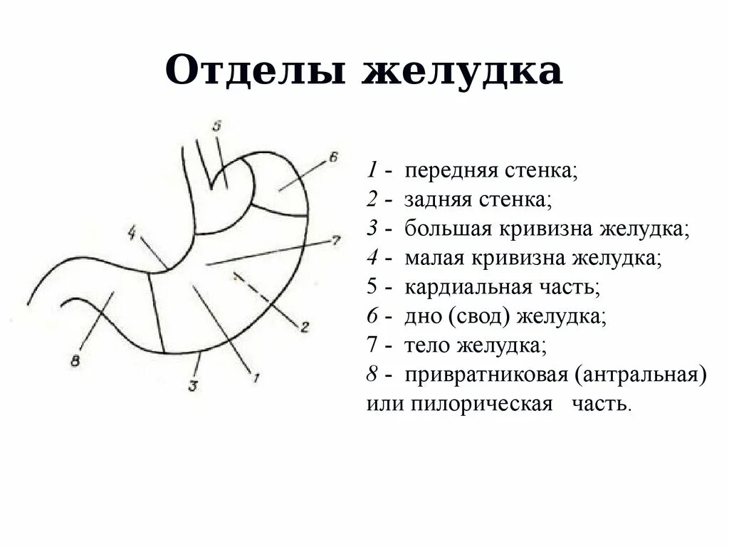 4 части желудка. Строение желудка анатомия схема. Перечислите отделы желудка. Схема анатомических отделов желудка. Пилорический отдел желудка схема.