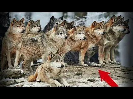 Жизнь волка видео