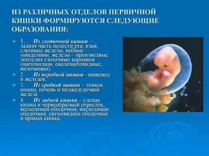 Кишечник эмбриона