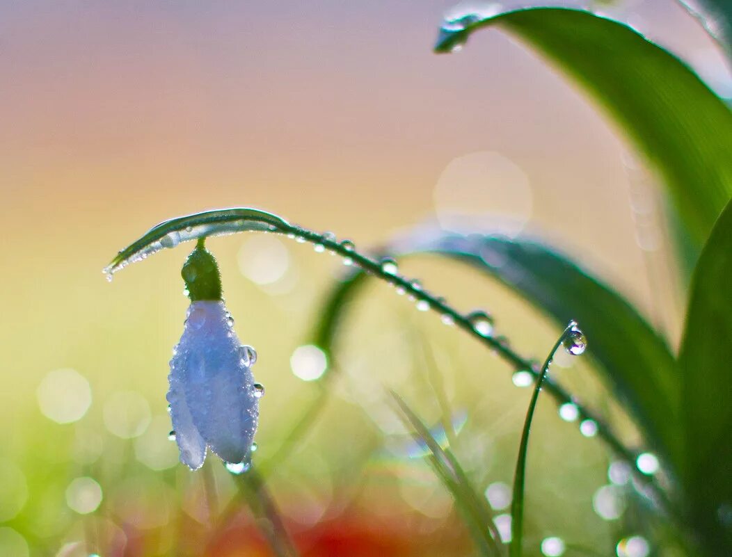 Свежесть весны. Весенняя капель. Весенняя капель. Свежесть утра. Свежесть весны.