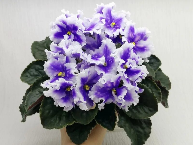 Фиалка химера starburst sport. Ле буланже фиалка. Фиалка тигровая. Dn-чарiвний лотос. Мт звезда кавказа фиалка химера.