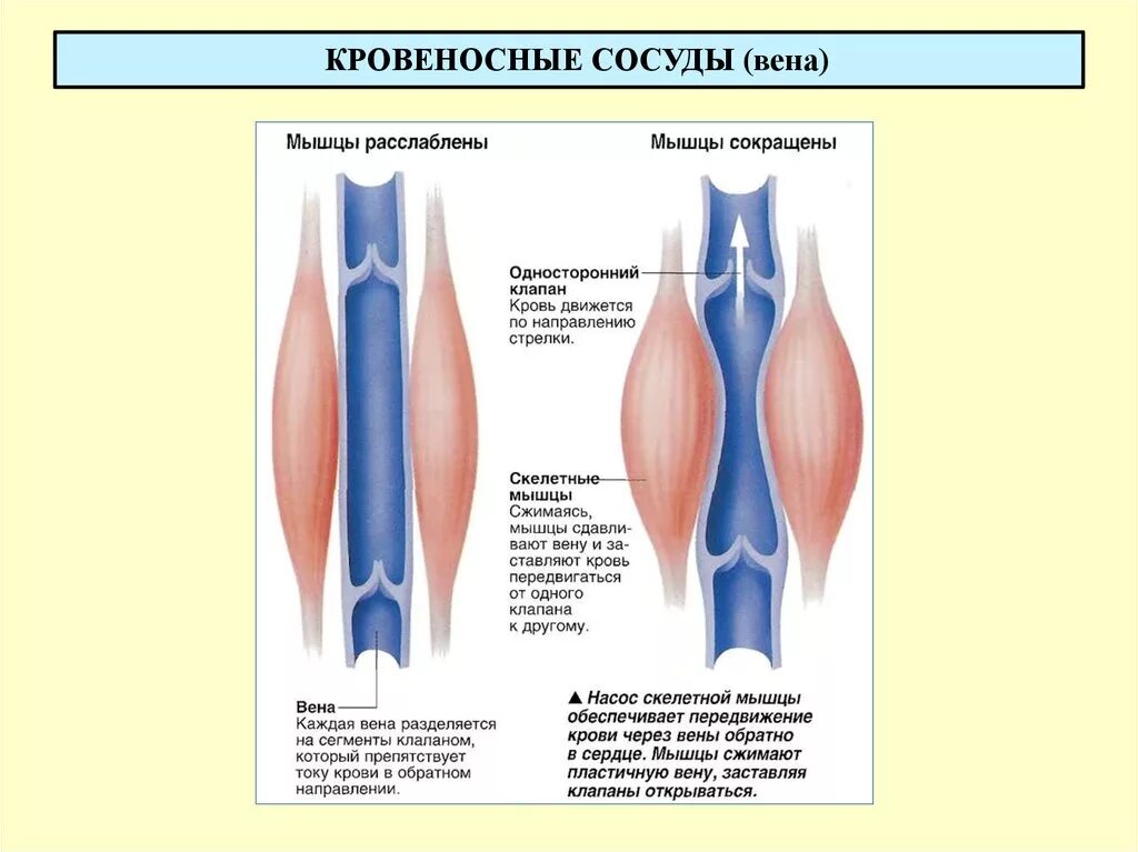 Строение вен нижних конечностей клапаны. Вена сосуды физиология. Строение клапанов вен. Клапаны имеют артерии и вены