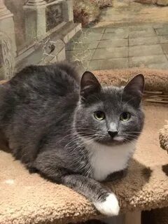 Котик грей