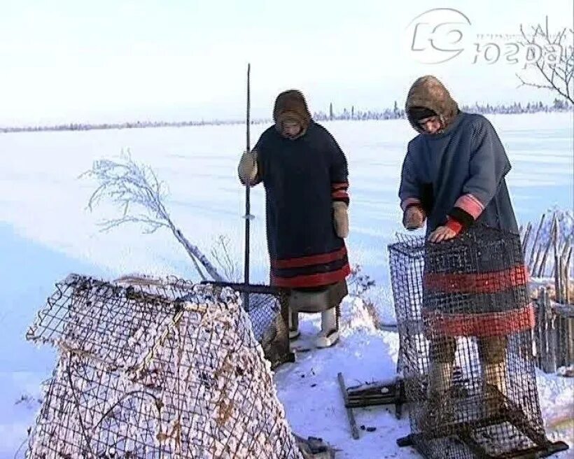 Ханты промысел. Рыболовство Ханты и манси. Запорное рыболовство Ханты манси. Ханты и манси рыболовство и охота. Ловля рыбы у Ханты и манси.