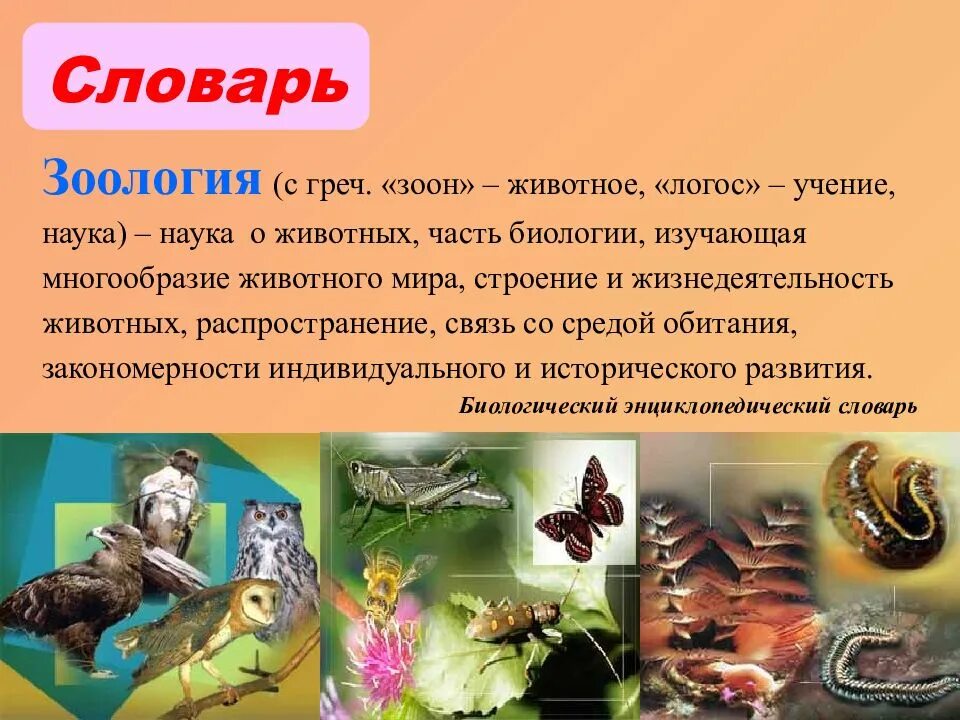 Что такое зоология 3 класс. Зоология. зоолог для презентации. зоология презентация. зоология наука о животных.