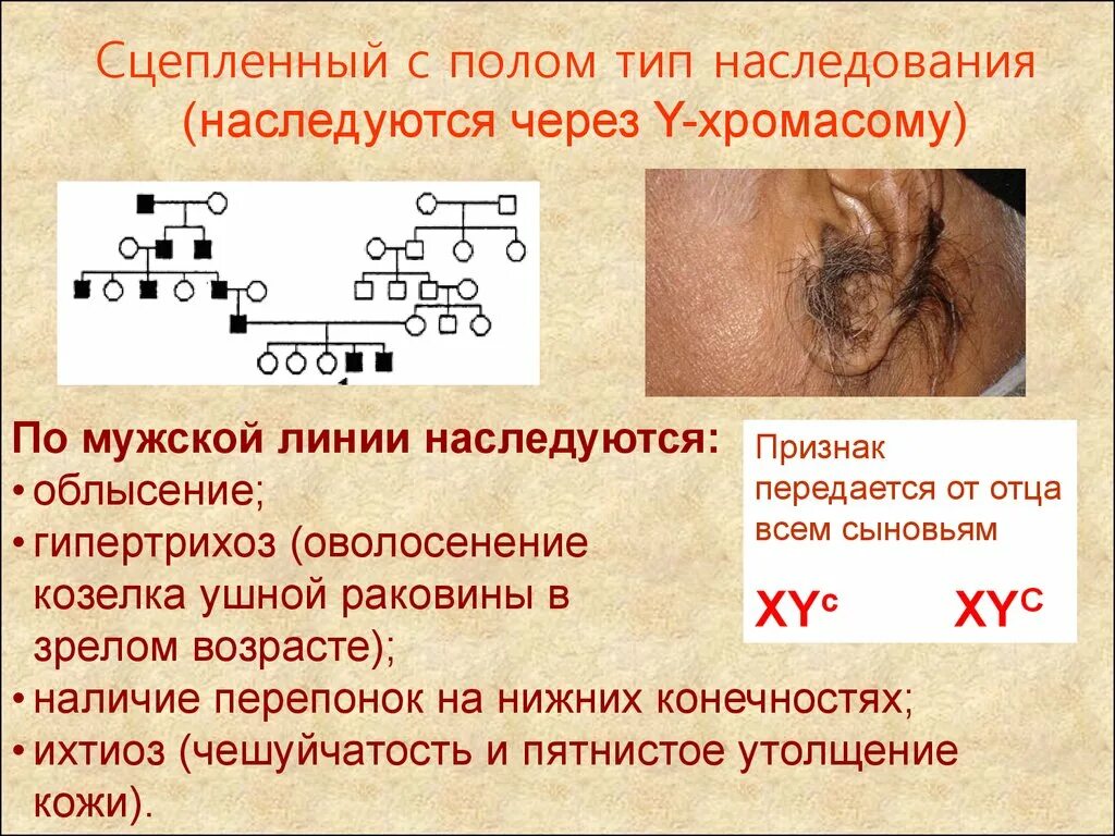 Заболевания сцепленные с y хромосомой. Наследование признаков сцепленных с полом типы наследования. Наследование суепление с полом. Наследование признаков сцепелнным с полом. Сцепленное с полунаследованием.