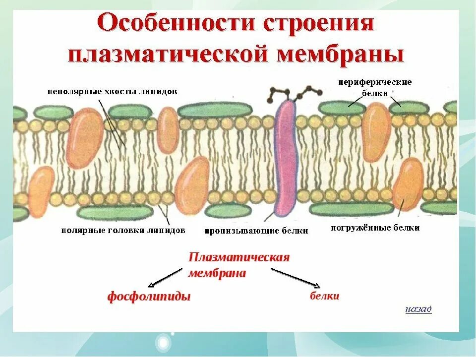 Структура клетки плазматическая мембрана. Схема строения цитоплазматической мембраны. Мембрана строение плазмолемма. Цитоплазматическая мембрана рисунок. Строение и функции плазматической