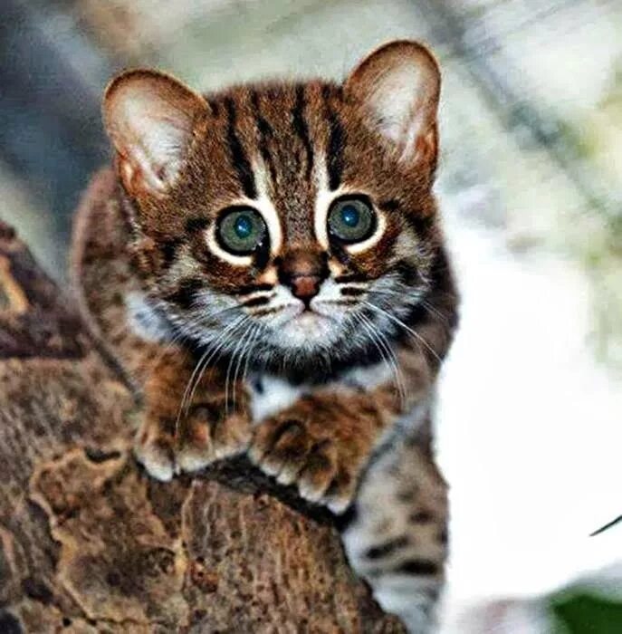 Сингапура порода кошек. Prionailurus bengalensis "horsfieldi". Двэльф порода. Порода ржавая кошка. Самая мелкая кошка.