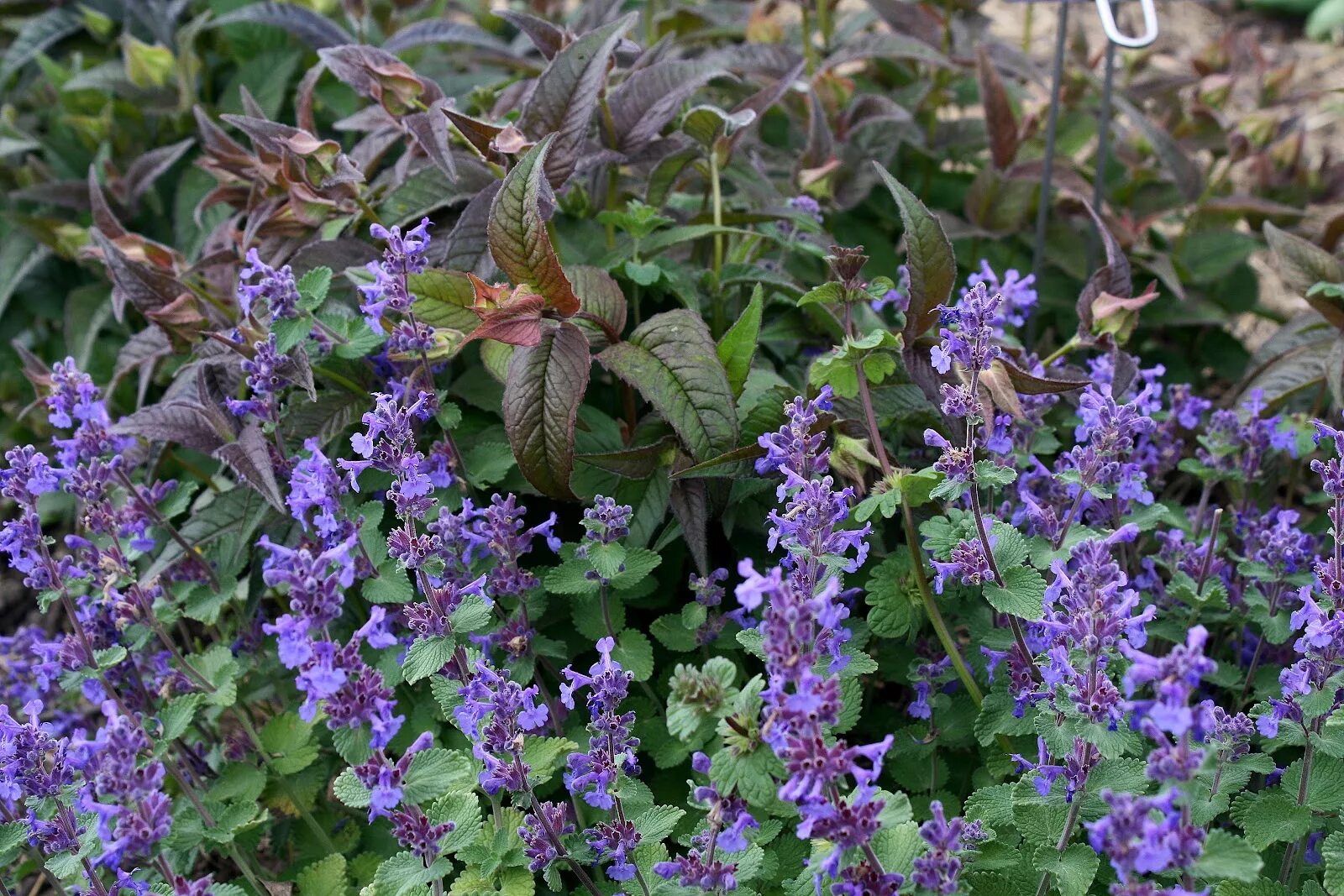 Котовник сорта и виды. Котовник (nepeta). котовник фассена dropmore. котовник фассена (кошачья мята).