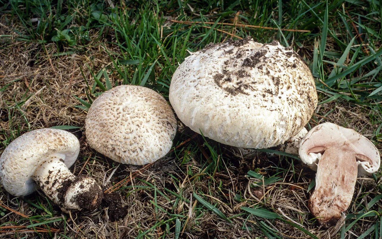 Шампиньон луговой agaricus campestris. — шампиньон полевой. Шампиньон луговой agaricus campestris. Шампиньон луговой agaricus campestris. Шампиньон обыкновенный, печерица (agaricus campestris).
