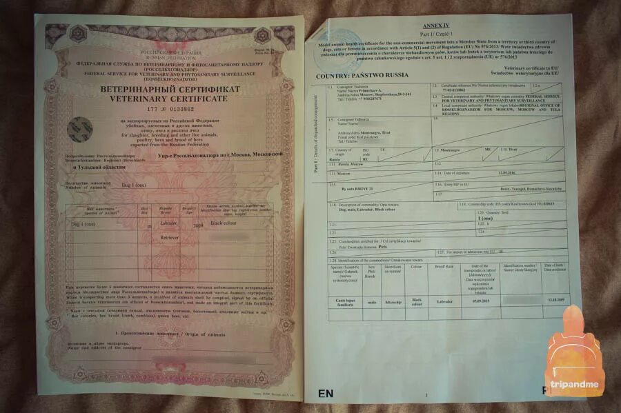 Какие документы нужны заграницу. Ветеринарный сертификат. Ветеринарный сертификат на импорт. Ветеринарный сертификат формы для вывоза животных. Вывоз собаки за границу.