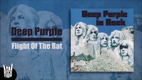 Deep purple flight of the rat