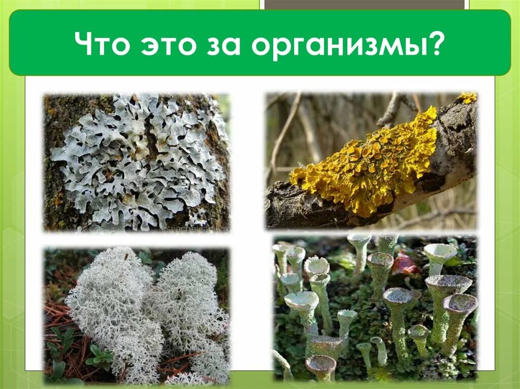 Лишайники относятся к высшим. Лишайники кладония группа. лишайники автотрофы. лишайники царство отдел. лишайники это организмы симбионты.