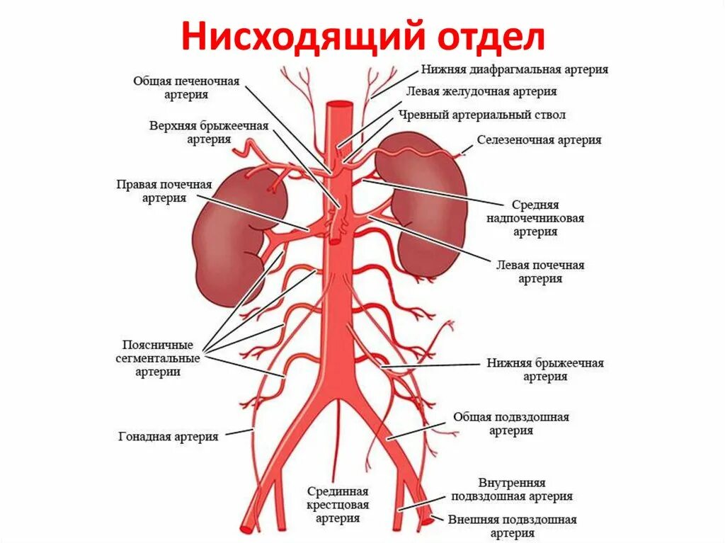 Висцеральные ветви брюшной аорты. Ветви брюшной аорты анатомия. Брюшной отдел аорты анатомия. Ветви брюшной части аорты анатомия. Ишемия латынь