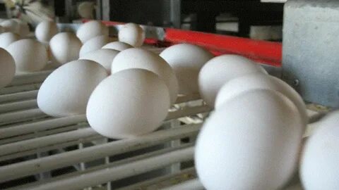 На птицефабрике упаковали 860 яиц в большие