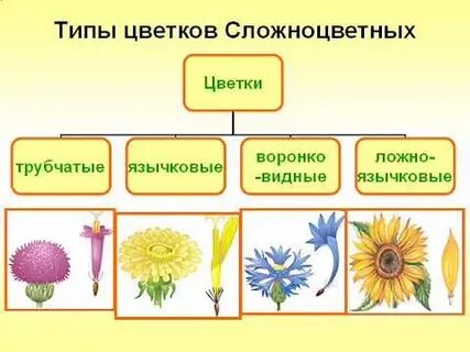 Технические растения сложноцветных