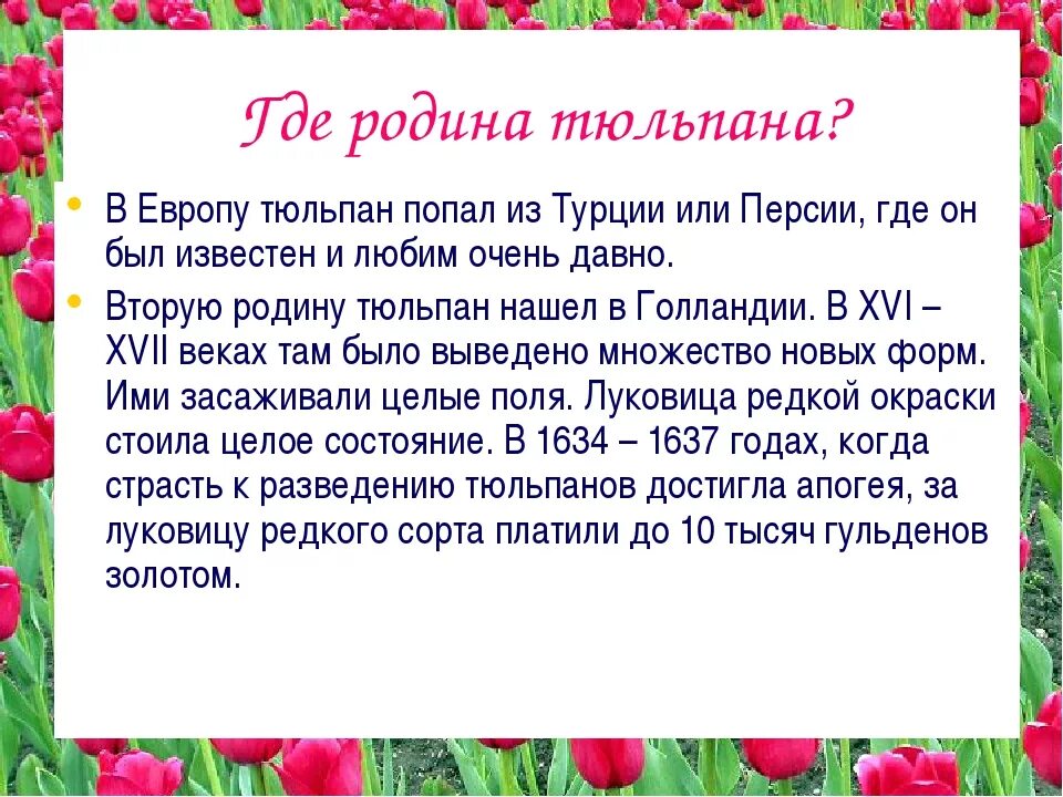 Тюльпан текс. Интересные факты о тюльпанах. Интересная информация о тюльпане. История тюльпанов. Интересные факты о тюльпанах для детей.