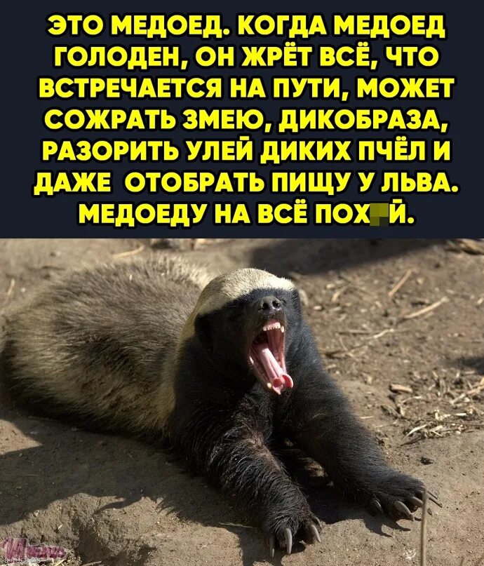 Медоед Мем. Шутки про медоеда.